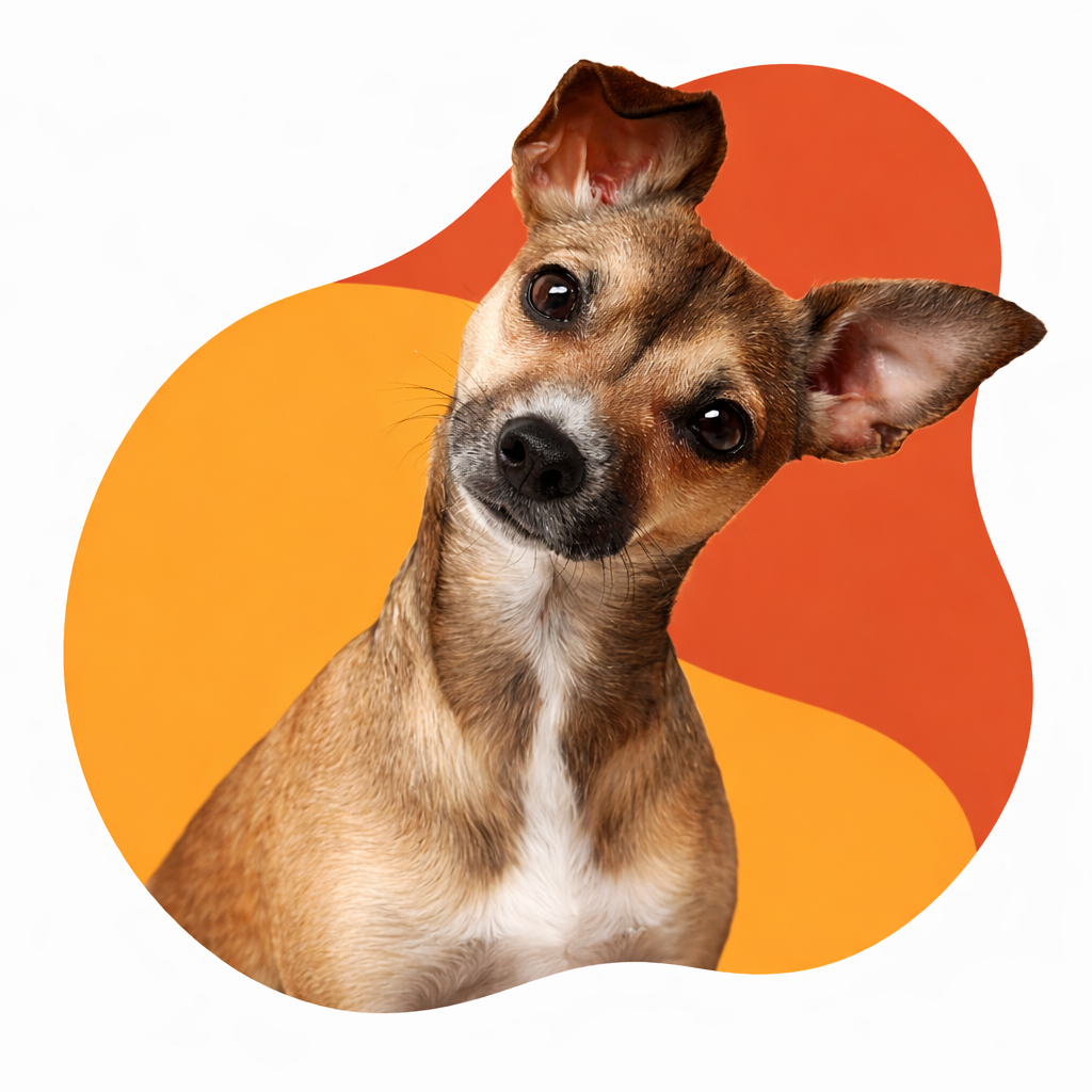 Pet care